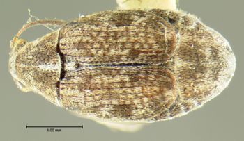 Media type: image;   Entomology 4470 Aspect: habitus dorsal view